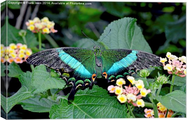 The beautiful Blue Banded Swallowtail butterfly Canvas Print by Frank Irwin