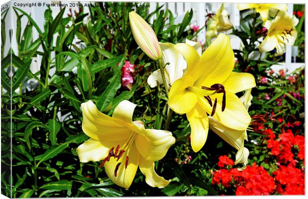  Beautiful Yellow Lilies in all their glory Canvas Print by Frank Irwin