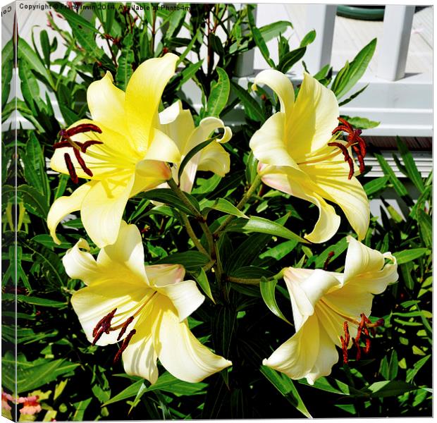 Beautiful Yellow Lilies in all their glory Canvas Print by Frank Irwin