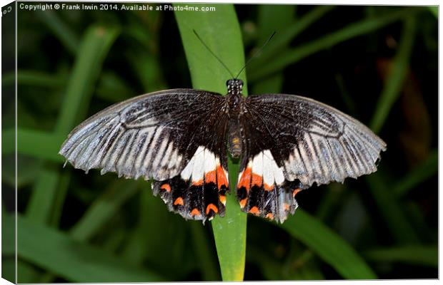  The Common Mormon butterfly Canvas Print by Frank Irwin