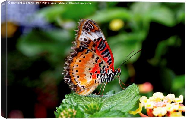  Malay Lacewing Butterfly (Cethosia cyane) Canvas Print by Frank Irwin
