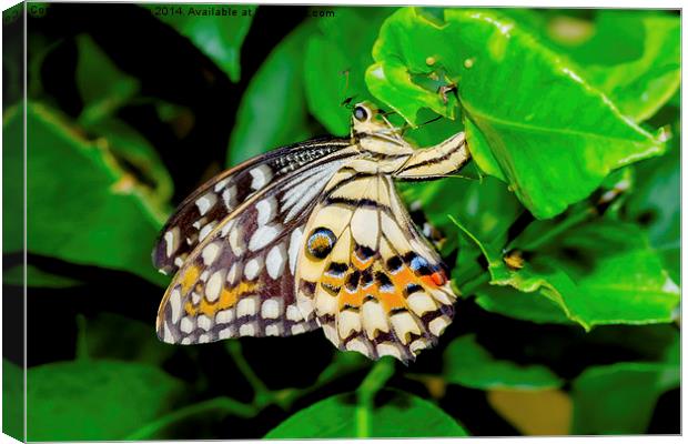 The beautiful Common Lime butterfly of Singapore Canvas Print by Frank Irwin
