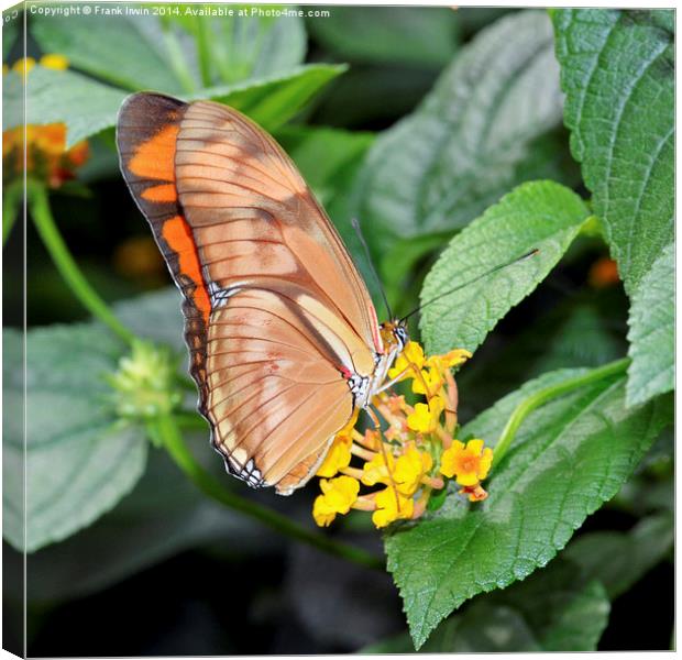 Caroni Flambeau (The Flame) butterfly Canvas Print by Frank Irwin