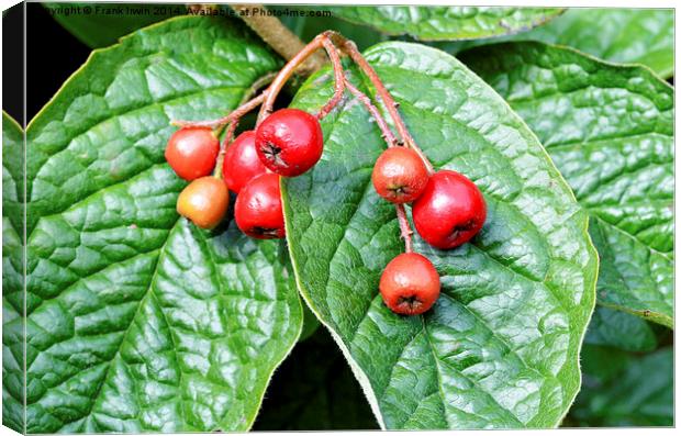  Super Red Cotoneaster berries Canvas Print by Frank Irwin