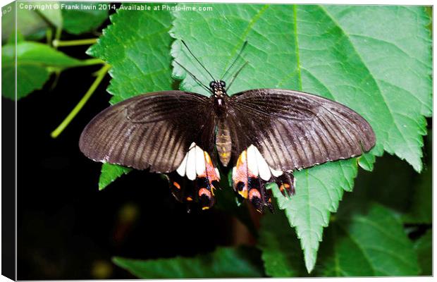  The beautiful Common Mormon butterfly Canvas Print by Frank Irwin