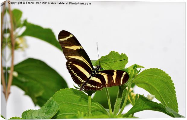 The beautiful Zebra butterfly in all its glory Canvas Print by Frank Irwin