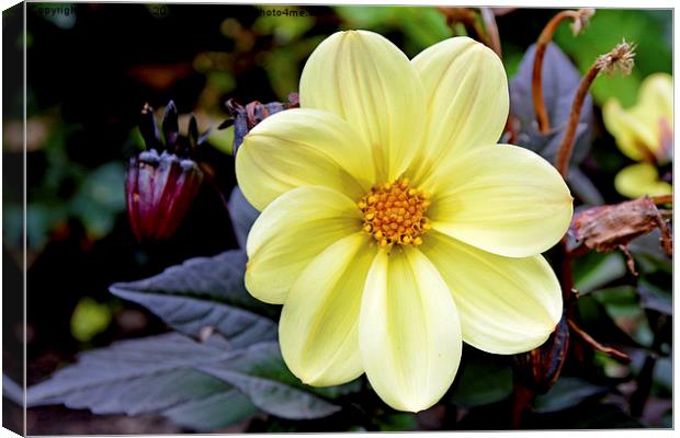 Beautiful Yellow Dahlia Canvas Print by Frank Irwin