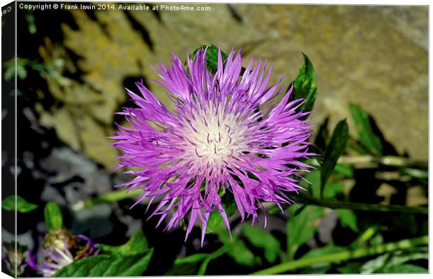  Common Purple Thistle  Canvas Print by Frank Irwin