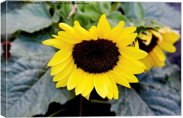  The beautiful yellow Sunflower Canvas Print by Frank Irwin