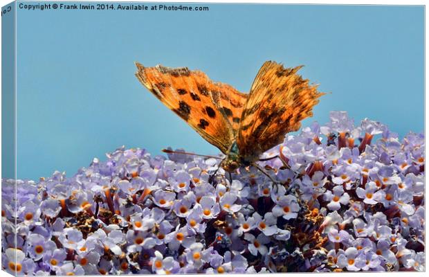  The Beautiful Comma butterfly Canvas Print by Frank Irwin