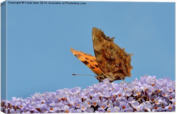 The Beautiful Comma butterfly Canvas Print by Frank Irwin