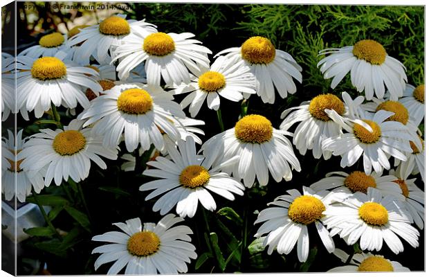  The Prolific Shasta daisy Canvas Print by Frank Irwin