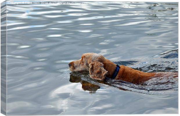  A ‘Doggy paddling’ canine chases ducks Canvas Print by Frank Irwin