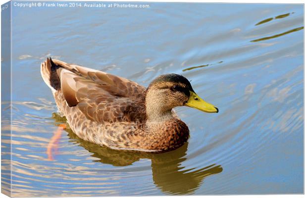  A small duck swims happily along Canvas Print by Frank Irwin