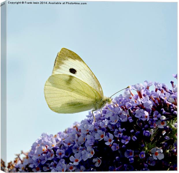  The ‘small white’ butterfly Canvas Print by Frank Irwin