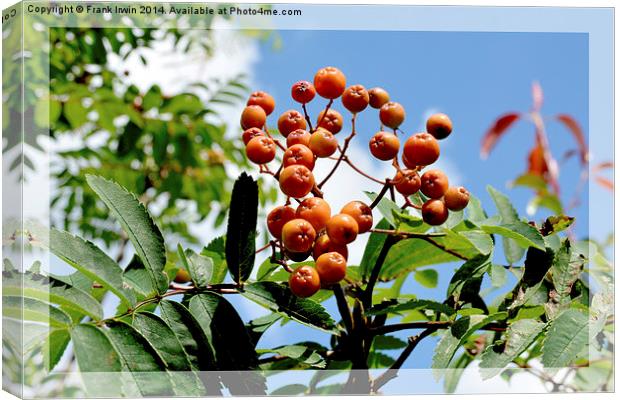  Orange Rowan (Mountain Ash) berries Canvas Print by Frank Irwin