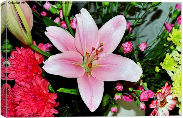  Beautiful pink lily in all its glory Canvas Print by Frank Irwin