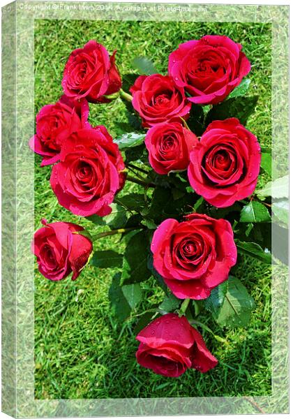 Beautiful red Hybrid Tea roses Canvas Print by Frank Irwin