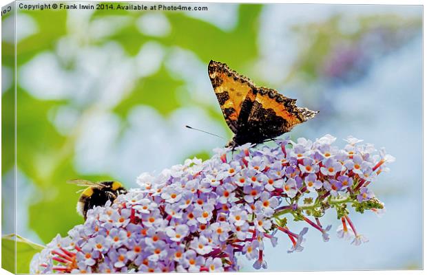  A beautiful Tortoiseshell butterfly shares its di Canvas Print by Frank Irwin