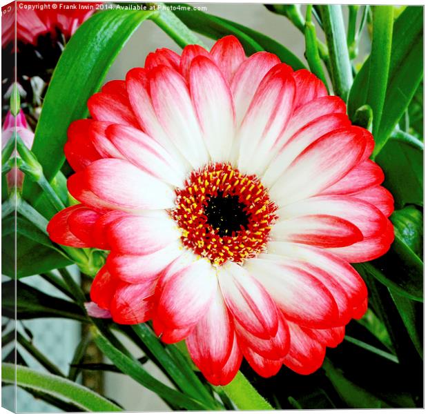  Gerbera Jamesonii in all its glory Canvas Print by Frank Irwin
