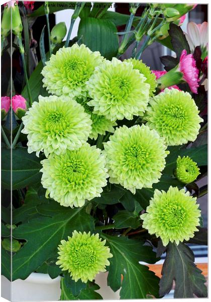  Small Green Chrysanthemums in full bloom. Canvas Print by Frank Irwin