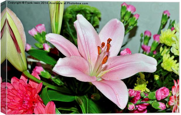  A beautiful Pink Lilly in all its glory Canvas Print by Frank Irwin