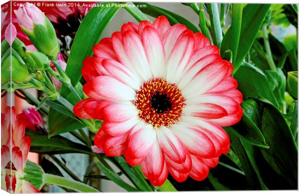 Gerbera Jamesonii in all its glory    Canvas Print by Frank Irwin