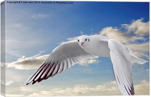  The Ring-billed Gull in flight Canvas Print by Frank Irwin