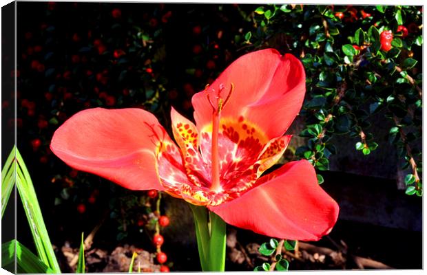  Beautiful Red Tigridia in all its glory. Canvas Print by Frank Irwin