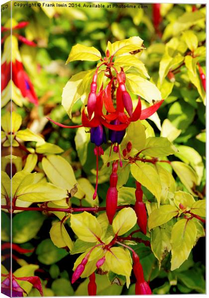  Beautiful Fuchsia in full bloom, second show, Canvas Print by Frank Irwin