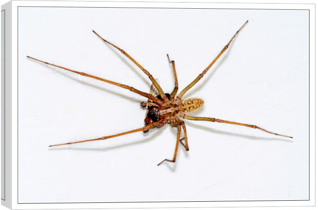  The Domestic House spider Canvas Print by Frank Irwin
