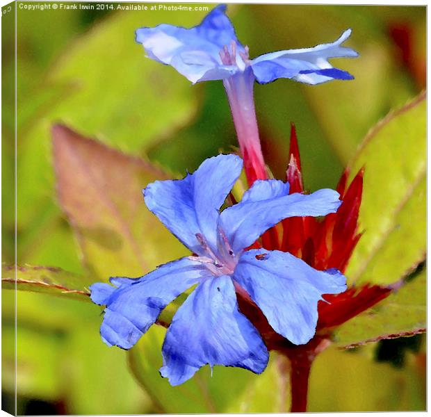  Hardy Plumbago herbaceous shrub as a painting Canvas Print by Frank Irwin