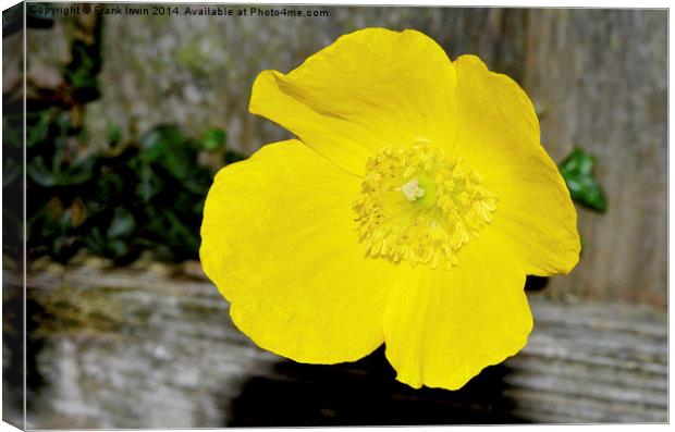  A beautiful yellow flower found in the countrysid Canvas Print by Frank Irwin