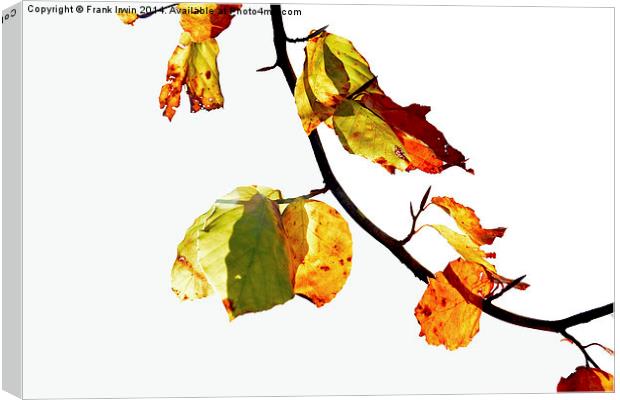  Artistic Autumnal colours in the park Canvas Print by Frank Irwin