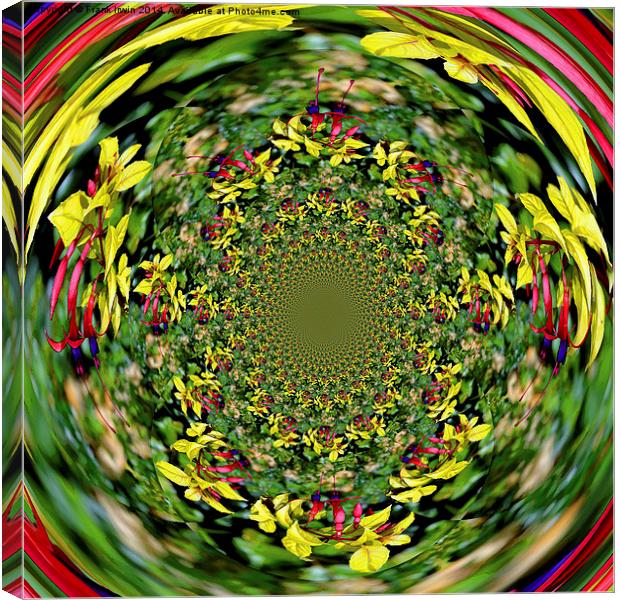  Beautiful "roundabout" Fuchsia pattern Canvas Print by Frank Irwin