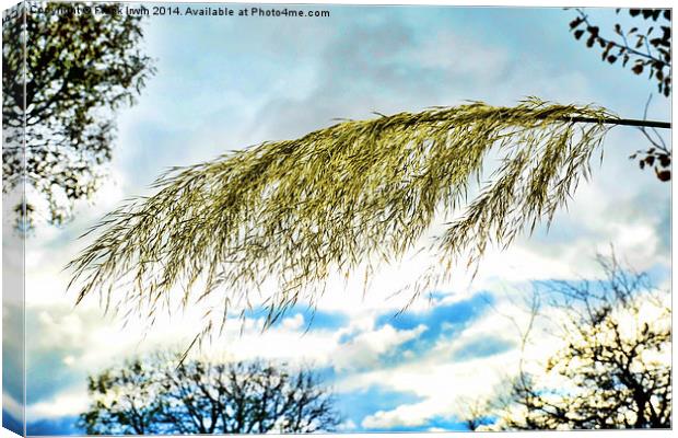 Beautiful, tall, willowy Pampas Grass    Canvas Print by Frank Irwin