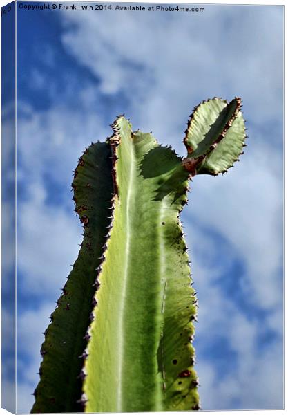  A large cactus in Tenerife Canvas Print by Frank Irwin