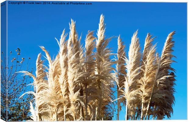  Beautiful, tall, willowy Pampas Grass Canvas Print by Frank Irwin