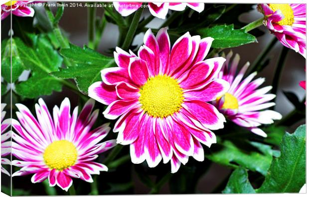  Chrysanthemum head in full bloom Canvas Print by Frank Irwin