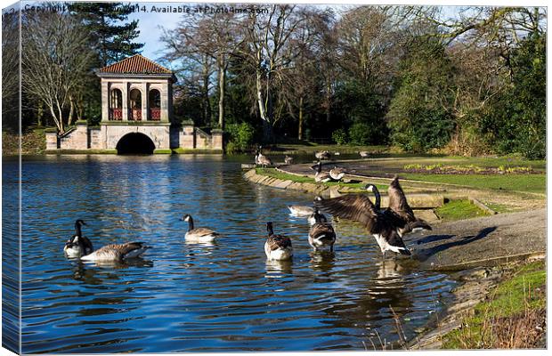 Geese swimming towards Birkenhead park's Boathouse Canvas Print by Frank Irwin