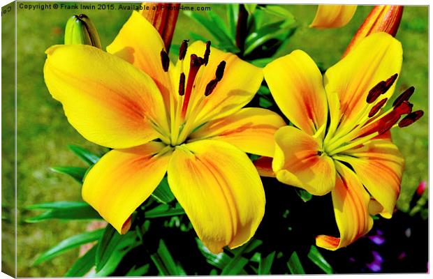  Beautiful Yellow Lilies Canvas Print by Frank Irwin