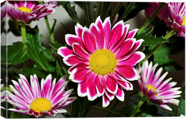  Beautiful Chrysanthemums in full bloom Canvas Print by Frank Irwin