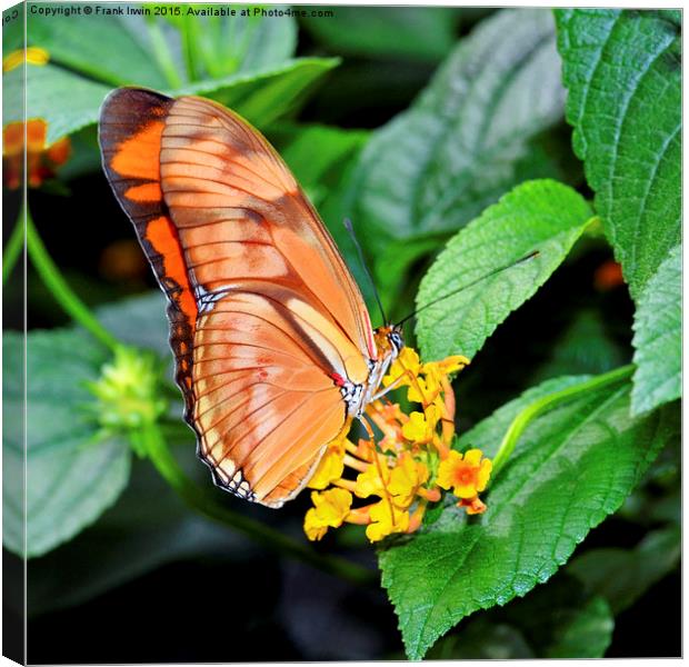  Caroni Flambeau (The Flame) butterfly Canvas Print by Frank Irwin
