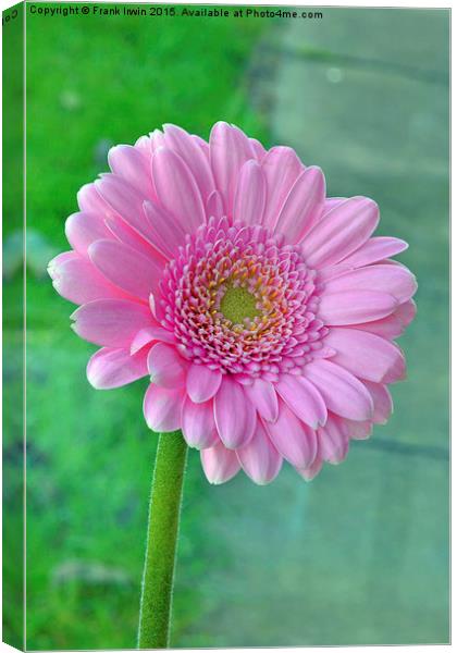  Beautiful Pink Chrysanthemum head in full bloom Canvas Print by Frank Irwin