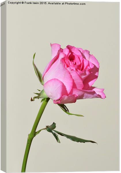  Pinkish red Hybrid Tea Rose Canvas Print by Frank Irwin