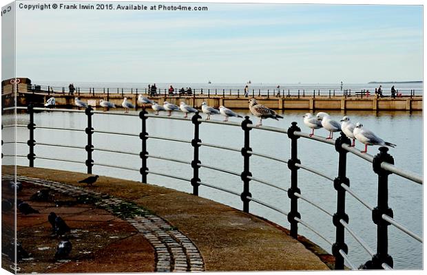  New Brighton seagulls Canvas Print by Frank Irwin