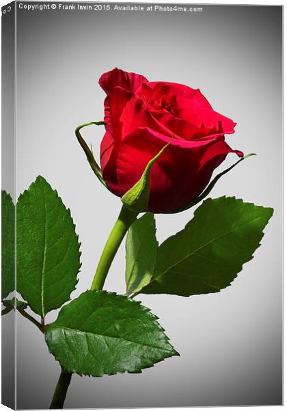 Beautiful red Hybrid Tea rose Canvas Print by Frank Irwin