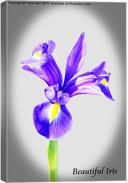 Beautiful Blue Iris flower in full bloom  Canvas Print by Frank Irwin