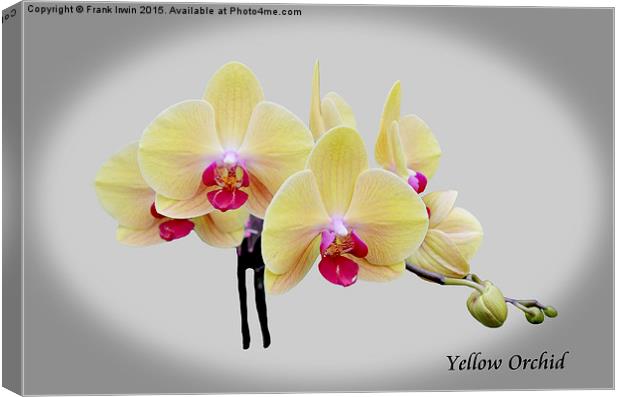 Beautiful yellow orchid  Canvas Print by Frank Irwin