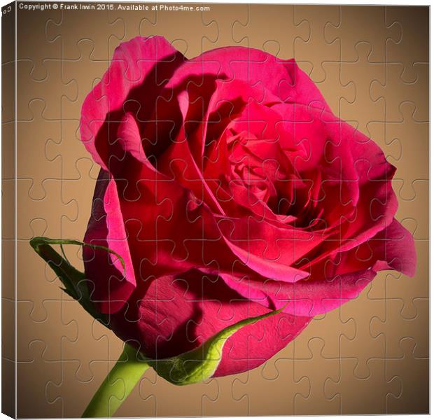 Red  Rose "Jig-Saw" puzzle Canvas Print by Frank Irwin